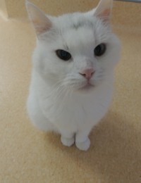 White cat staring while standing up straight