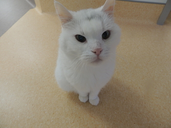 White cat staring while standing up straight