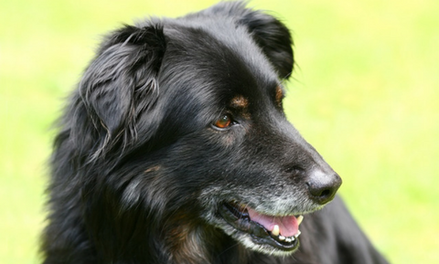 image for November is Adopt a Senior Pet Month! 